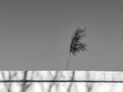 Casino Classy Slots Mobile App